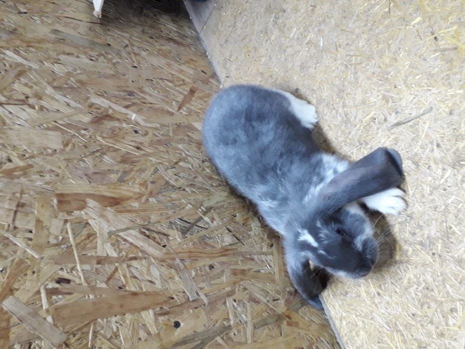 Кролики французский баран