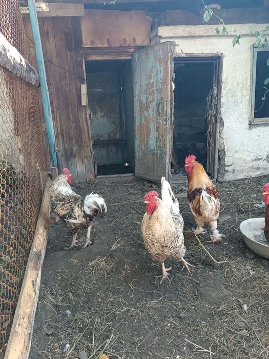 Продам молодых петушков