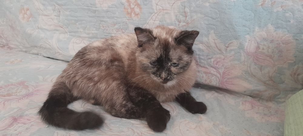 Отдам Кошку в хорошие руки