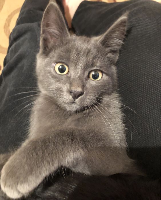 Коты в добрые руки