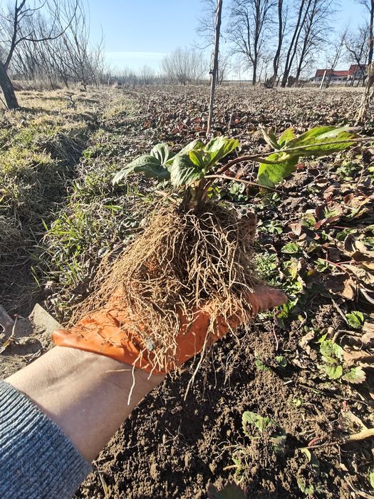 Căpșuni soiul alba