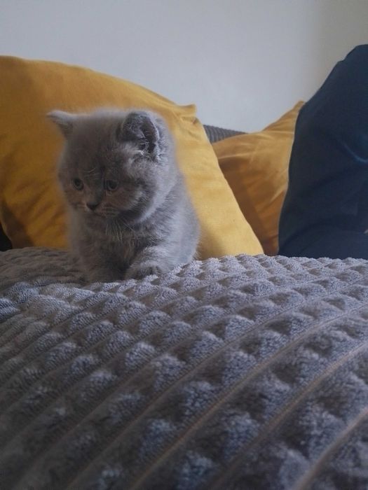 Британски принцеси