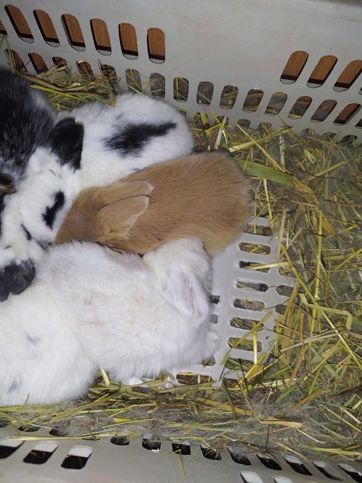 Кролики декоративные