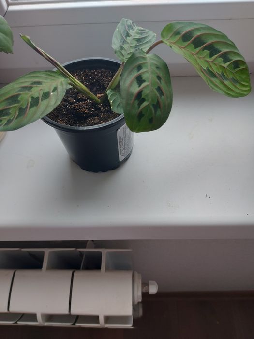 Продам комнатные цветы.