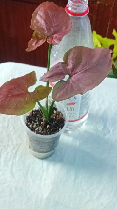 Продам сингониумы Орм нак, Ред спот триколор, Ангустатум, Годзилла