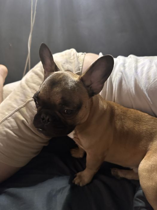 Продам бульдога