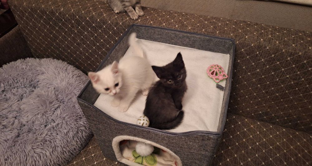 Котята  2 месяца