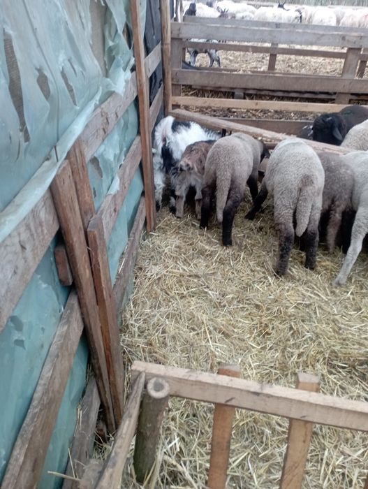 Mie ii și iezi de vânzare