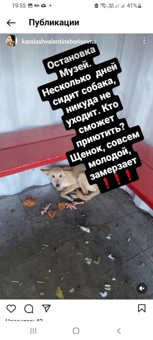 Отдам кота кошку