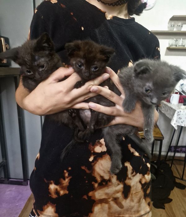 Котята 2 девочки 1 мальчик