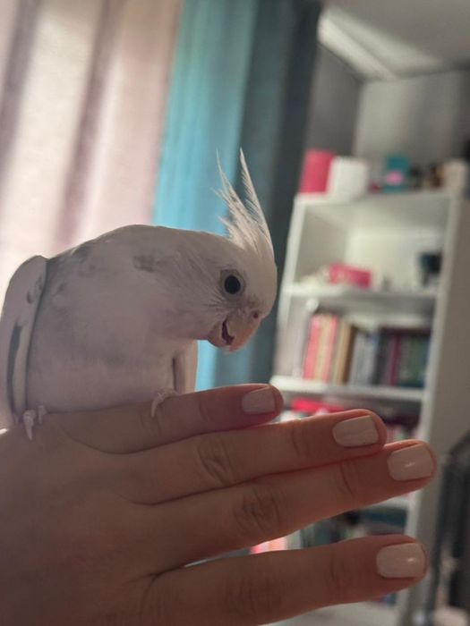 Попугай ручной корелла самец