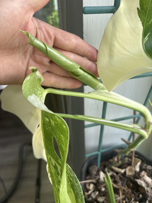 Монстера альба два ростка в одном горшке