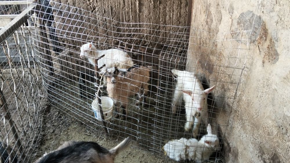 Козы, козлята и козлы