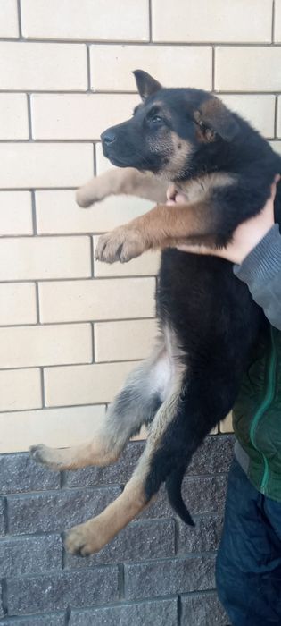 Подрощенные щенки немецкой овчарки