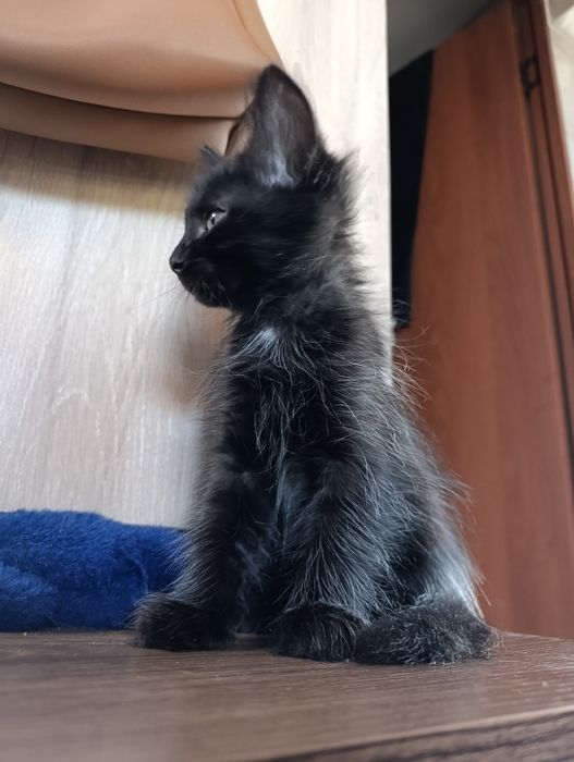 Котенок, мальчик!  Бесплатно