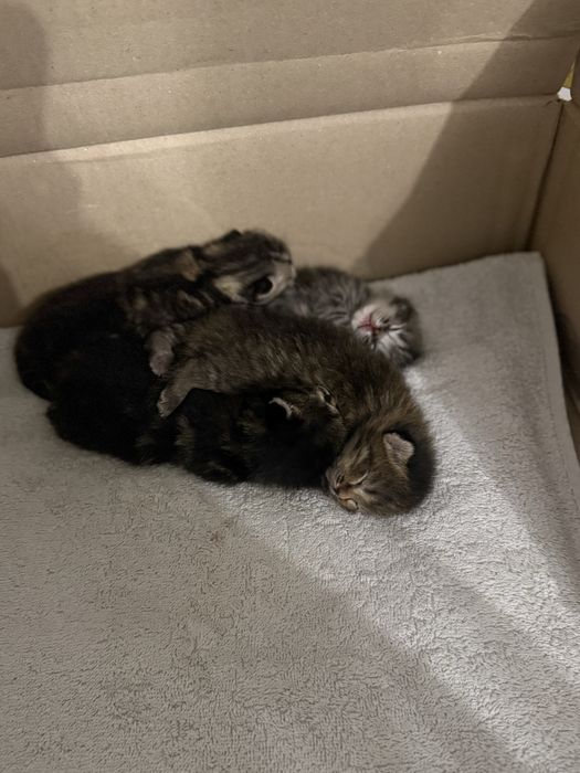 Котята шотланские