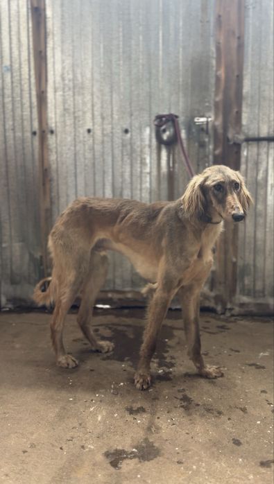 Тазы 1,5 жас жүйрік