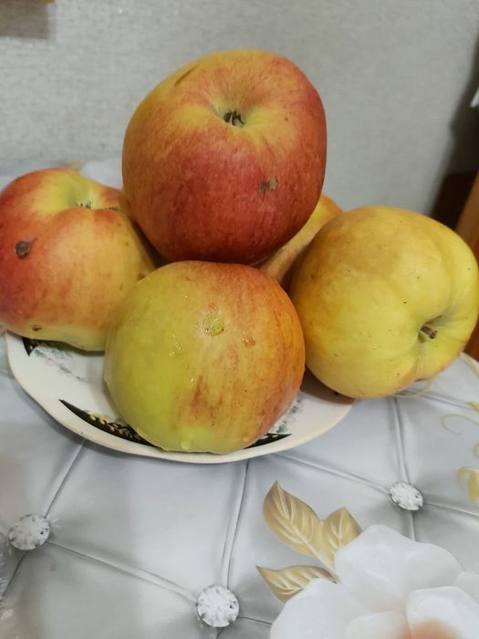 Дача, общество "Союз"