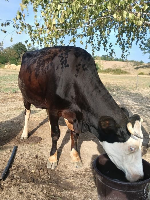 De vânzare vaca tânără și  bună de lapte