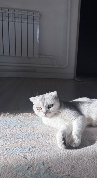 Продается шотландская шиншилла