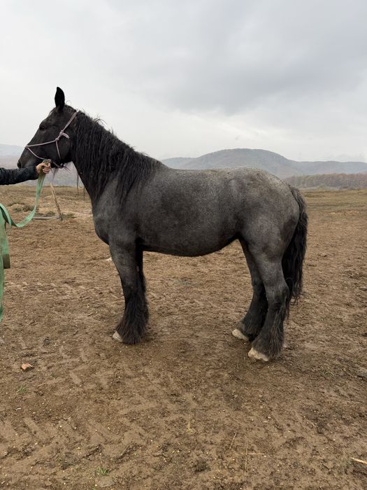Iapa  Cal rasa Belgian cu Pedigree gestante