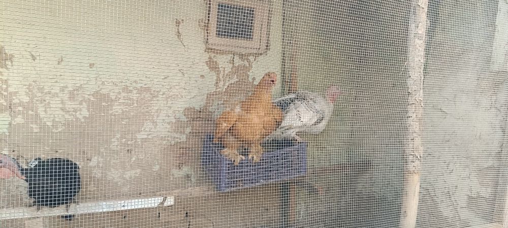 Товук ва Жужа ва индук сотамиз