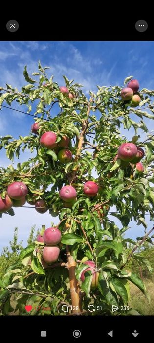 Продам яблоки Вильянс прайд