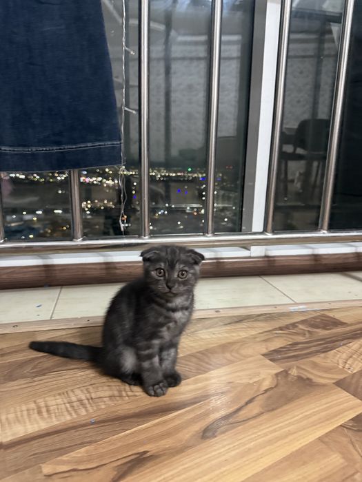 Котенок шотландский вислоухий мальчик