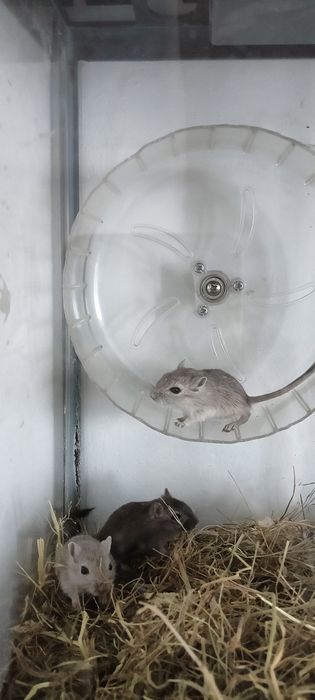 Монгольская песчанка (белочка)