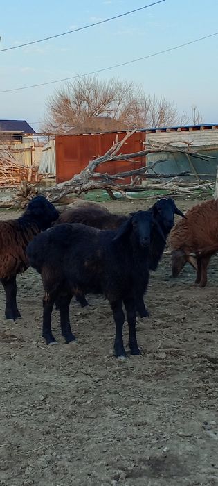 Қойлар_ сатылады 110000 тг