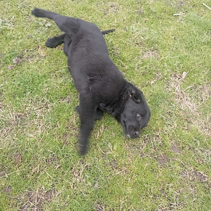 Подарявам кученца