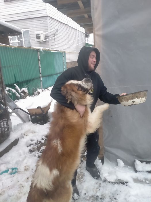 Московская сторожевая