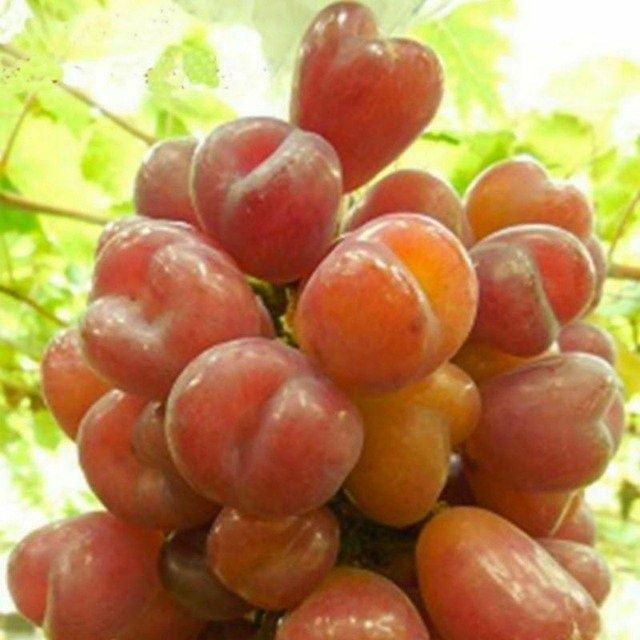 21 sutx hovli sotiladi