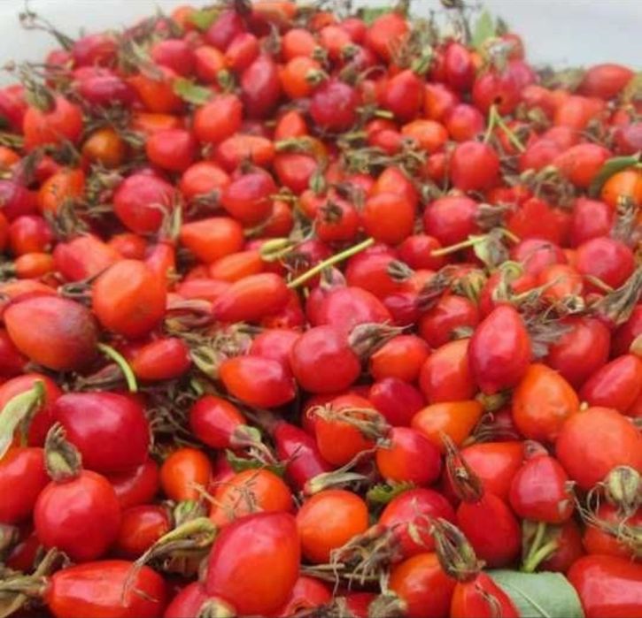 Шиповник,плоды высушенные