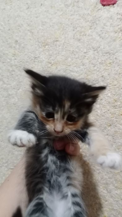 Котята домашние. Отдам даром