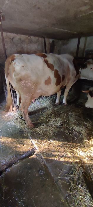 Vaca de vânzare baltata