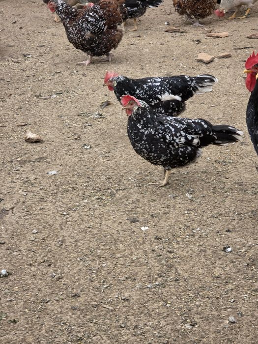 Gaini italiene bobate  4+1