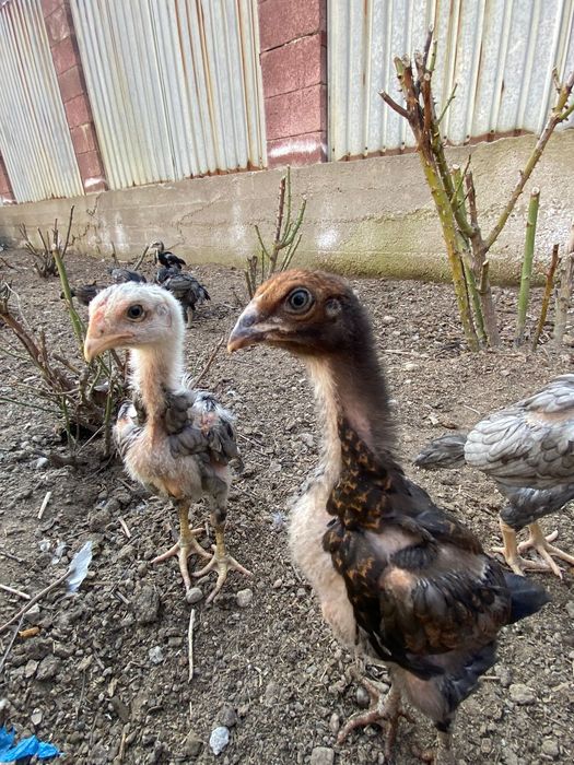 Продам цыплят дакан