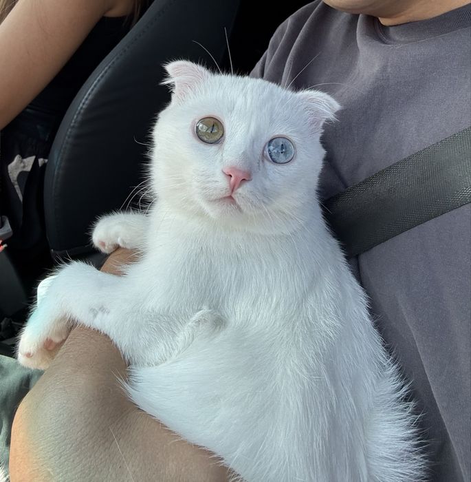 Отдам кота в добрые руки