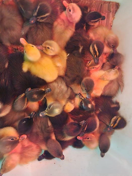 Rate alergătoare indiene, judetul Bihor