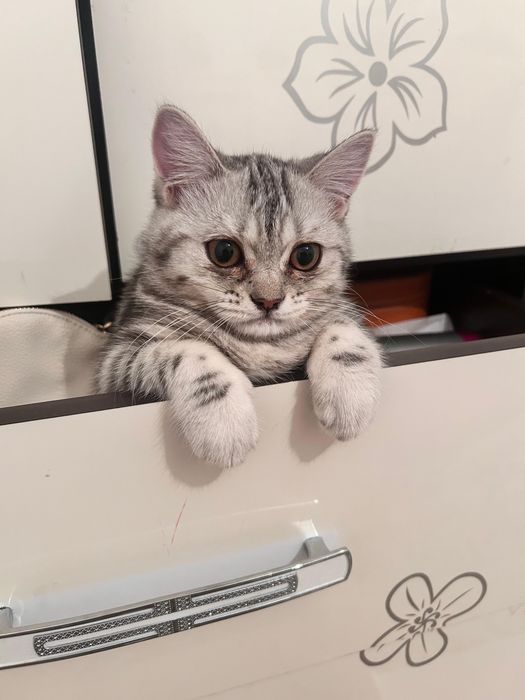 Шатлански кошка 6ай