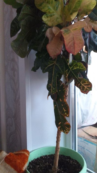 Комнатные цветы, торг уместен