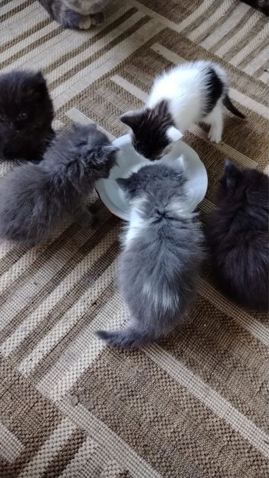 Котята ищут дом.