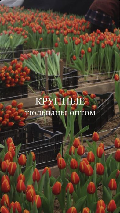 Тюльпаны оптом и в розницу