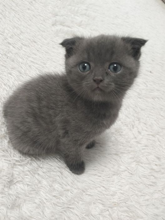 Котята. Шотланские.