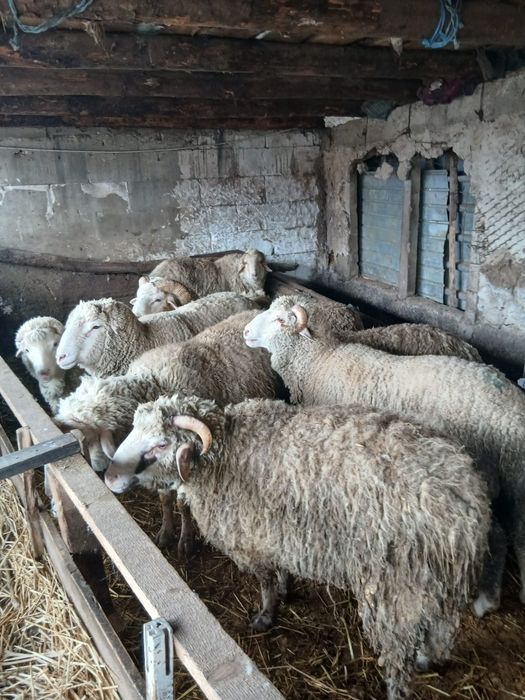 Vând berbecuți și oi.