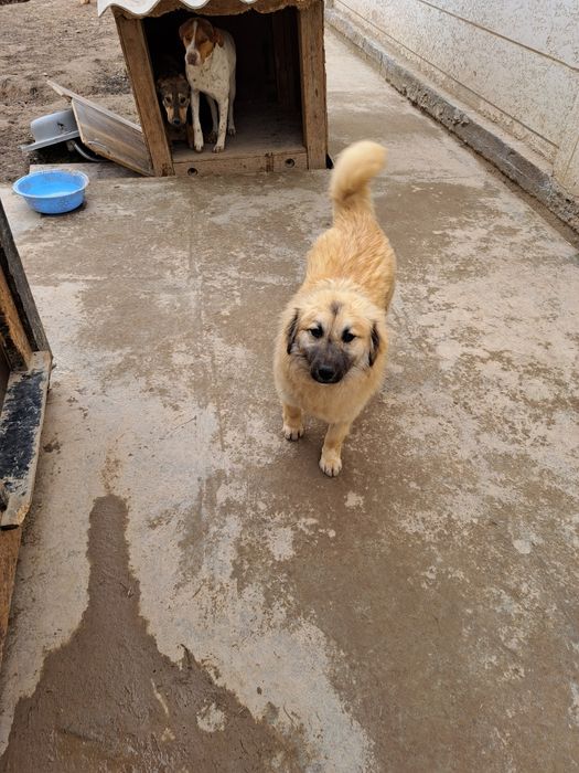 Собаки в хорошие руки