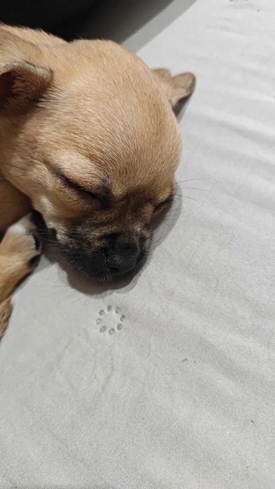 Чихуахуа момиче на 3 месеца