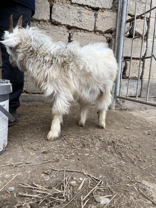 Ешкі лақ сатылады