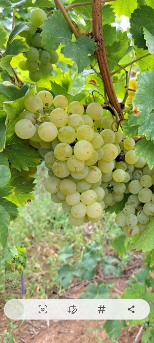 Vând struguri pentru vin